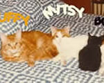 Mitzy, Muffy & Boo