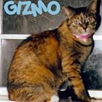 Gizmo