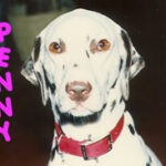Penny