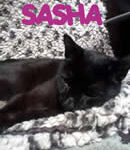 Sasha