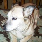 Rex Photo